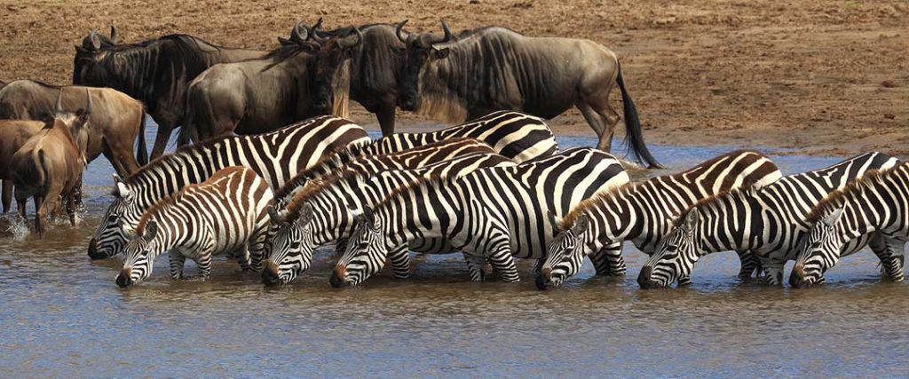 How Do You Get To Serengeti National Park?