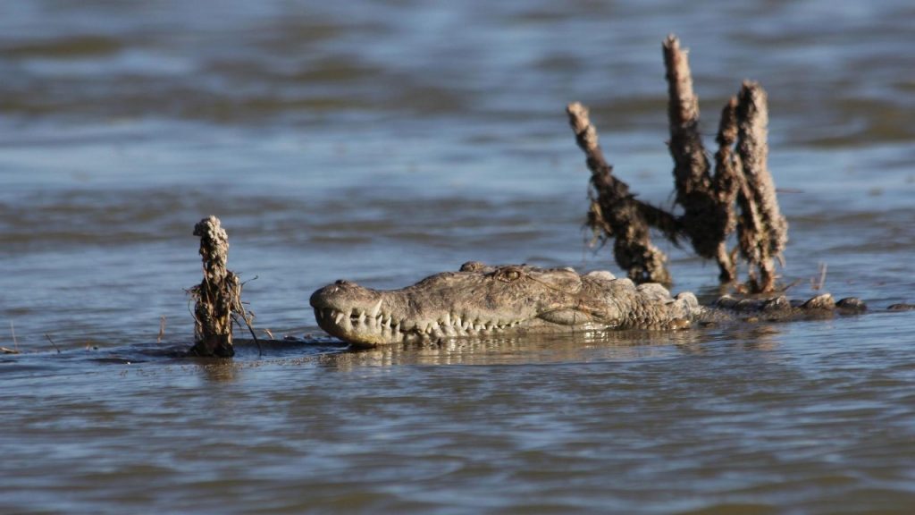 Safari Activities to do at Central Island National Park