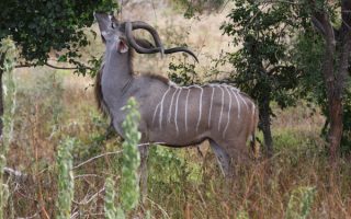 Best time to visit Kora National Park