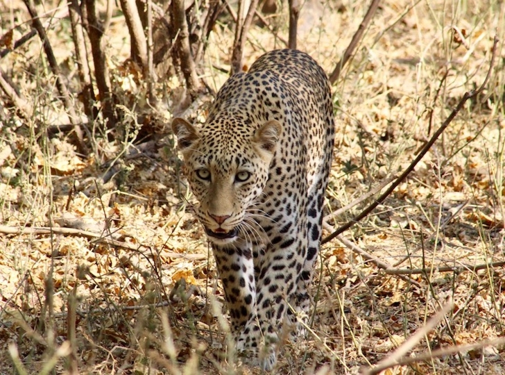 Best time to visit Kora National Park