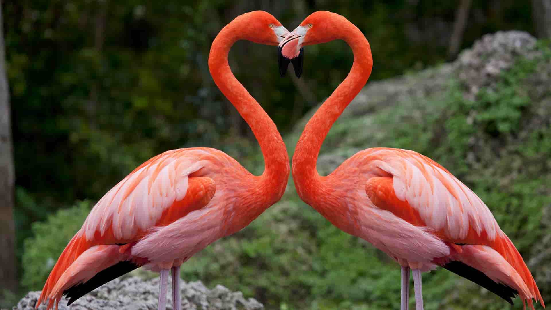 Flamingos in Lake Nakuru National Park