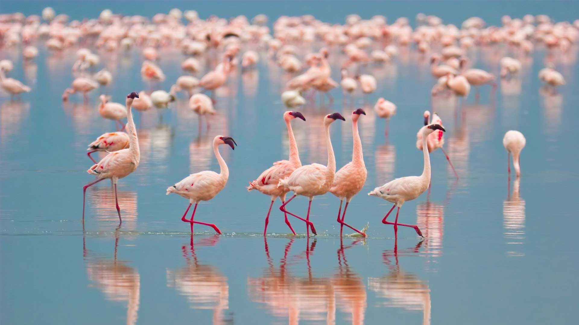 3 Days Lake Nakuru National Park Tour