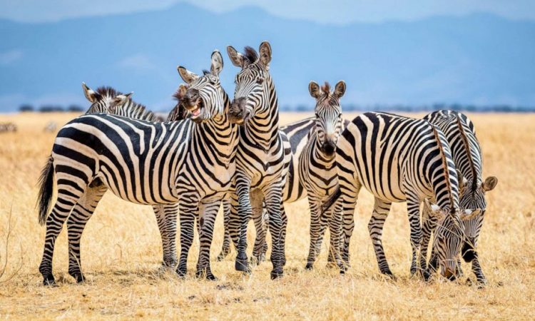 Why do you find Zebras in East Africa?