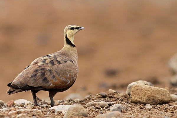 How to get to Kitulo National Park?