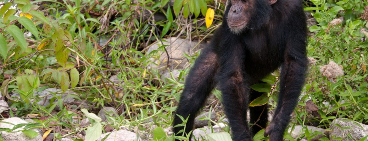 Chimpanzee Trekking in Mahale Mountains National Park