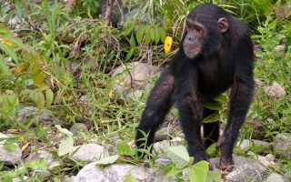 Chimpanzee Trekking in Mahale Mountains National Park