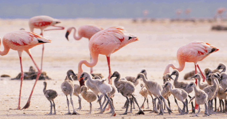 Lake Natron