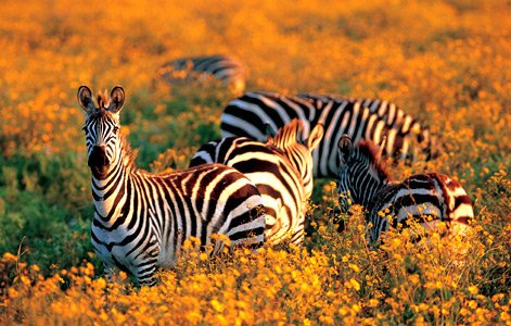 2 Days Kitulo National Park Tanzania