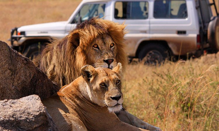 Top 5 Destinations to See Lions in Tanzania